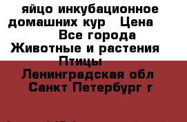 яйцо инкубационное домашних кур › Цена ­ 25 - Все города Животные и растения » Птицы   . Ленинградская обл.,Санкт-Петербург г.